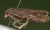 Dichrorampha plumbana